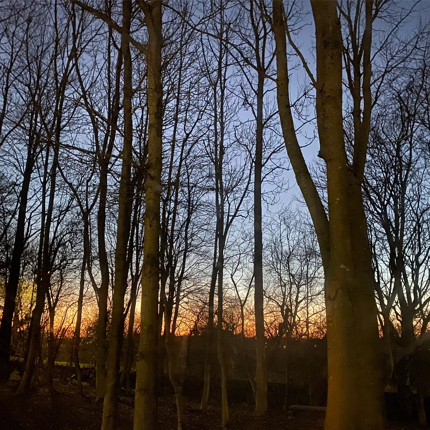 Forest image Cardale Park